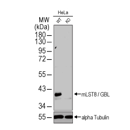 mLST8 / GBL antibody (GTX132580)